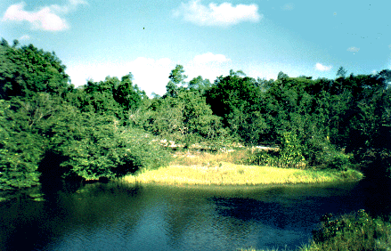 Mata ciliar na área do projeto